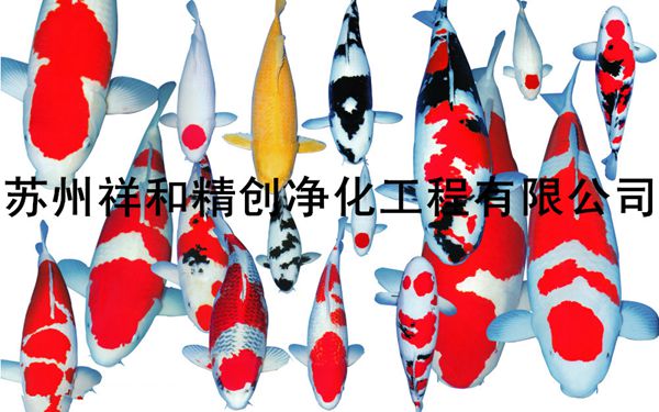 魚池水處理凈化