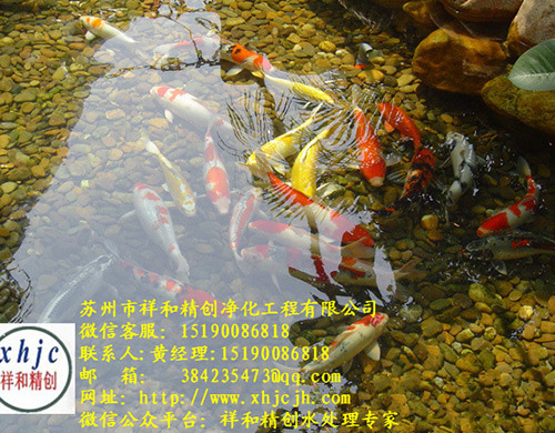 景觀魚池生態水處理水凈化