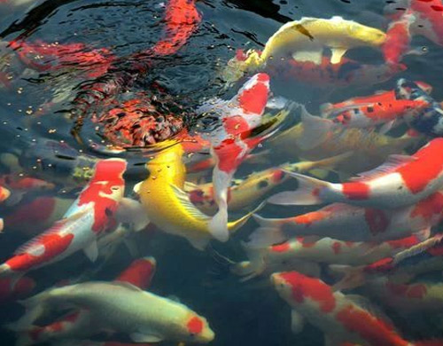 景觀魚池生物凈化技術流程
